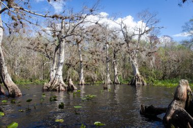 Lake Sentries: Old Cypress Trees Among Lily Pads clipart