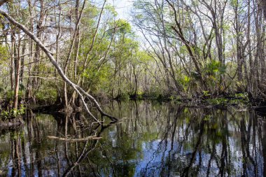 Doğada kürek çekmek: Florida Black Water Creek Seyahati