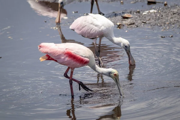 Pinkfarbenes Duo Roselöffel Auf Nahrungssuche Floridas Gewässern — Stockfoto