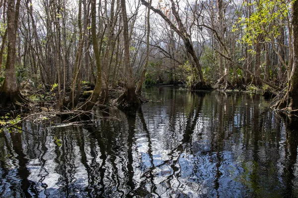 Tranquil Flow Florida Black Water Creek Idst Cypress Trees — стокове фото