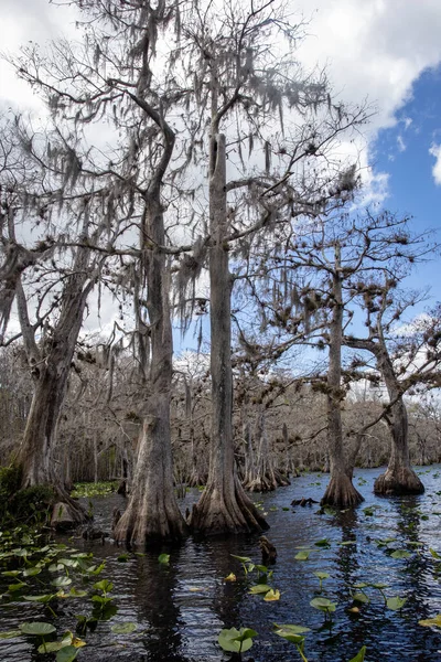 Kibar Devler: Florida Gölü boyunca Büyük Yaşlı Kıbrıs Ağaçları