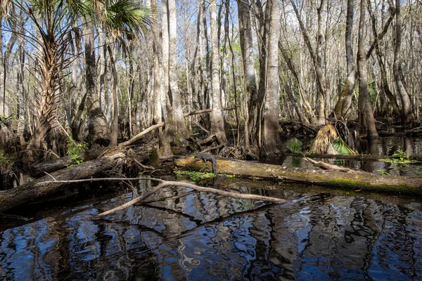 Yalnızlığın güzelliği: Florida Deresi 'nde Küçük Timsah