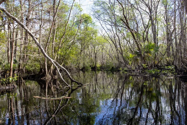 Doğada kürek çekmek: Florida Black Water Creek Seyahati