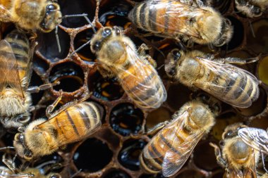 Bal arılarının gün ışığında altıgen balmumu hücreleri içinde birlikte çalışmalarını gösteren bir makro görüş..
