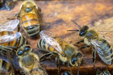 Bir kovan boyunca bal arılarının yakın plan çekimi sosyal davranışları ve karmaşık kanat detaylarını gösteriyor..