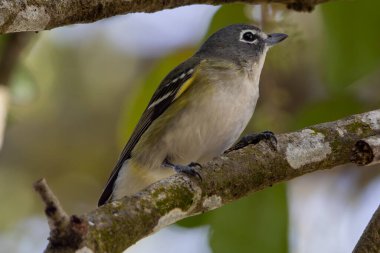 Mavi başlı bir vireo, yosunlu bir ağaç dalına tünemiş, bakışları orman tepe örtüsüne sabitlenmiş..