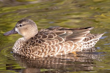 Benekli kahverengi tüylü bir dişi ördek yumuşak sabah ışığında yansıtıcı bir gölette süzülür..
