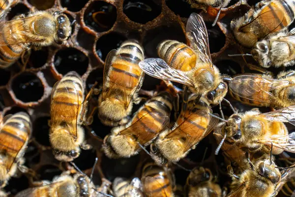 Balmumu bal peteği üzerinde işbirliği içinde çalışan bir bal arısı kümesi. Keskin bir makro detayla güneş ışığıyla vurgulanmış..