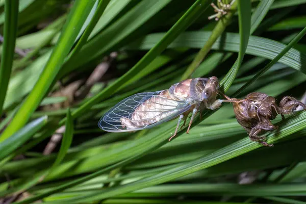 Yeni ortaya çıkan ağustos böceği, yeşil çimen yaprakları üzerinde eski kahverengi dış iskeletine yapışır ve ayrıntılı makroyla yakalanır..