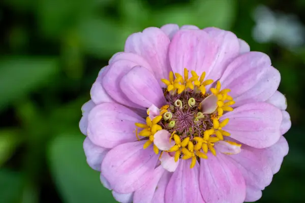 Yumuşak pembe bir zinnia çiçeğinin yakın çekimi narin taç yaprakları ve pürüzsüz yeşil bir arka planı olan altın sarısı bir merkez sergiliyor..