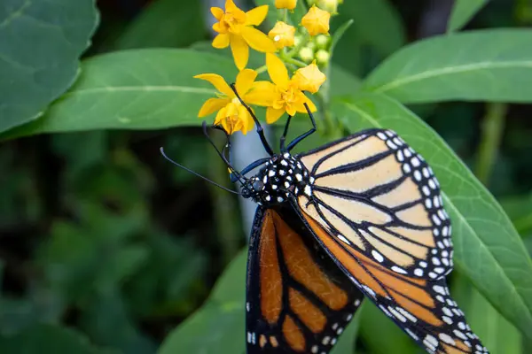 Turuncu ve siyah kanatları olan çarpıcı bir kral kelebeği yemyeşil yapraklarla çevrili parlak sarı ipekotlarıyla beslenir..