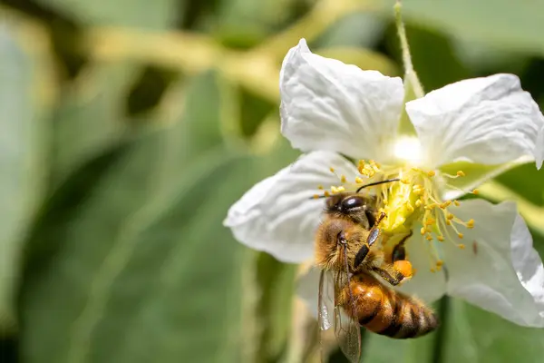 Polen yüklü bacakları olan bir bal arısı parlak güneş ışığı altında beyaz bir çiçekten nektar toplar..