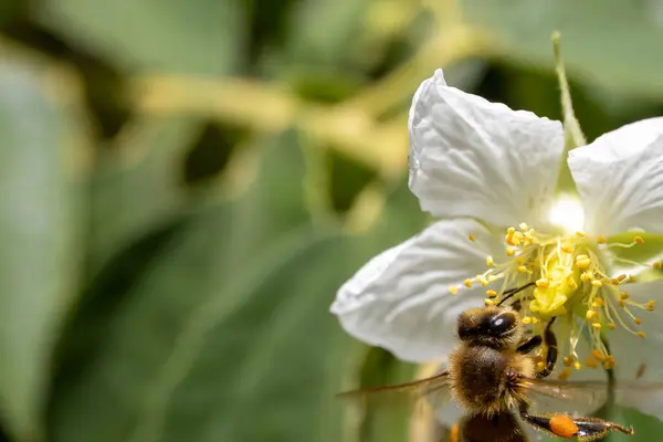 Beyaz bir çiçekten nektar çıkaran bir bal arısının yakın çekimi ayrıntılı kanatlarını ve polen keselerini vurguluyor..