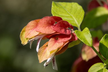 Tek bir karides bitkisinin makro görüntüsü. Kırmızı, turuncu ve sarı renkte çiçek uçlarını gösteriyor..