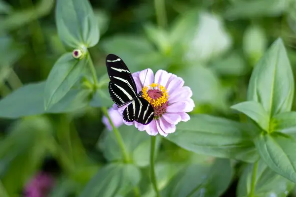 Bir zebra uzun kanatlı kelebek çarpan siyah-beyaz çizgili kanatları yemyeşil bir bahçede pembe bir zinnia çiçeğinde nektarlar.