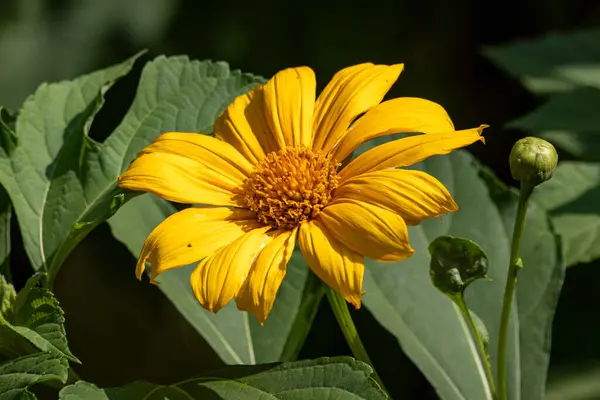 Canlı sarı bir Meksika ayçiçeği, güneşli bir günde yemyeşil yapraklara yayılan yapraklarla birlikte bir ev bahçesinde çiçek açar..