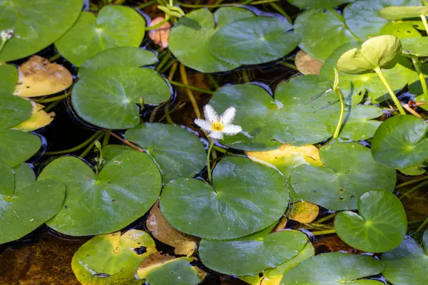 Narin beyaz bir kar tanesi, yeşil nilüferlerin arasında süzülür. Sakin bir gölette. Karmaşık püsküllü yaprakları renklendirir..