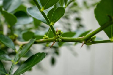 Dikenli dallara yakın çekim ve gelişmekte olan yabani kireç tomurcukları (Zanthoxylum fagara), Florida 'nın yerli narencilerindendir..