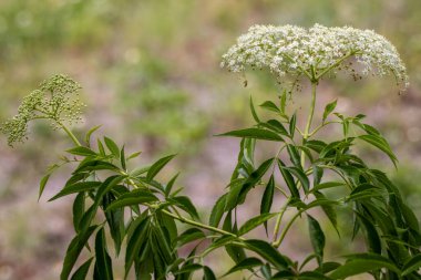 Taze beyaz mürver çiçekleri (Sambucus nigra), bu tıbbi bitkinin tomurcuklanma aşamalarını gösteriyor.
