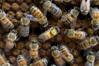 Bir işçi bal arısı (Apis mellifera), göğüs kafesinde sıradışı sarı bir yama gösterir..