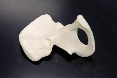 Sol kalça kemiğinin plastik anatomik modeli geniş kanat benzeri yapıyı gösteriyor. Fen derslerinde leğen kemiği ve kalça eklemleri üzerinde çalışmak için kullanışlı..