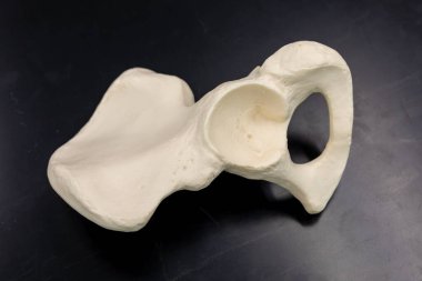 Lilium modelinin pelvik anatomi eğitiminde kafa kafaya kullanılan femoral soketin asetabulumunu vurgulayan ayrıntılı görünümü.