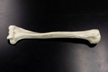 Bir bilim laboratuarı modelinin sağ kol kemiği görüntüsü, eğitici referans için anatomik özellikler gösteriyor.