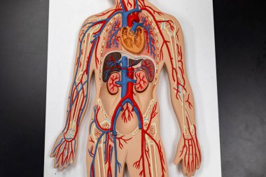 Eğitimsel amaçlar için baştan ayağa atardamarlar ve damarlar da dahil olmak üzere tüm vücut vasküler sistemini gösteren tam insan anatomik modeli