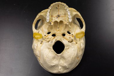 Üst çene kemiği kavisi ve kafatası çıkıntısını gösteren bir insan kafatası modelinin alt görüntüsü. Diş ve nörolojik eğitim için kafatasının yapısal karmaşıklığını vurgular.