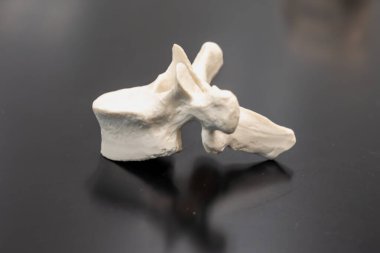 Eklem noktalarını, omurga yapısını ve omurga yapısını vurgulamak için yan gösterilen göğüs omurunun anatomik modeli.