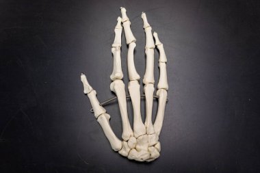 Parmak eklemlerini ve eklem hareketlerini göstermek için insan eli iskeletinin yay eklentileriyle anatomik modeli.