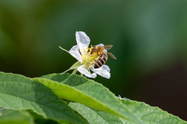 Yeşil yapraklarla çevrili beyaz bir çiçekten polen toplayan bal arısı çıtır çıtır bir makro perspektifte yakalandı..