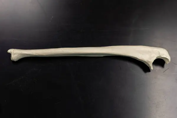 Sağ dirsek kemiği anatomik modeli anatomi ve fizyoloji eğitimi için kuyu ve eklem yüzeylerini gösteriyor.