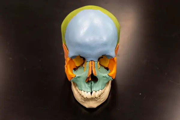 Ön taraftan, alın, elmacık kemiği ve burun kemikleri de dahil olmak üzere belirgin şekilde boyanmış kafatası modeli. Kontrastlık ve berraklık için siyah bir yüzey üzerinde sunulmuştur.