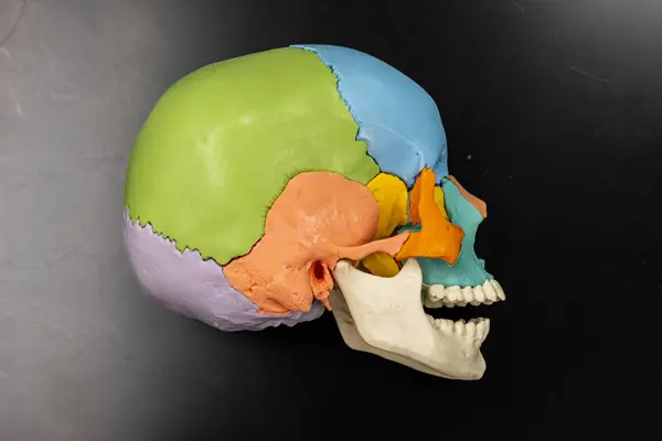 Parietal, temporal, oksipital ve sfenoid de dahil olmak üzere renk kodlu kafatası kemikleri olan bir insan kafatası modelinin yanal anatomik görüntüsü. Tıp öğrencileri, anatomi eğitimi ve sınıf kullanımı için ideal.