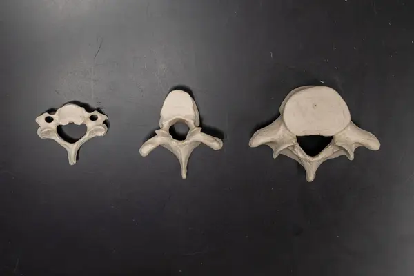 Eğitimsel kullanım için boyut, şekil ve yapısal farklılıkları gösteren servikal, torasik ve bel omurlarının anatomik karşılaştırması.