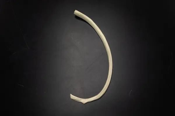 Alt perspektiften insan kaburga kemiği modeli, doğal eğrisini ve anatomik özelliklerini vurguluyor. Sınıf ve klinik anatomi kullanımı için mükemmel.