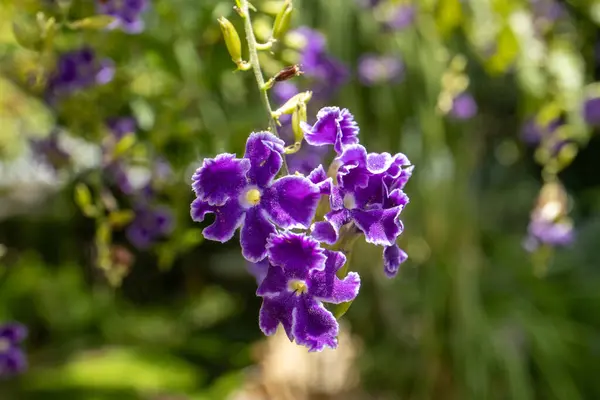 Altın Çiy damlasının (Duranta ereksiyon) yakın plan resmi beyaz kenarlı kadife benzeri mor yaprakları ve keskin detaylarıyla sarı merkezleri gösteriyor.
