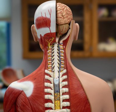 Manken, insan gövdesinin ayrıntılı arka görüntüsünü gösteriyor. Beynin kesilmiş kısımları, omurilik ve sırt kasları var. Eğitimsel amaçlar için kullanılır.