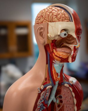 Yan taraftan insan gövdesinin etiketli anatomik modeli, beyin, göz, burun boşluğu, boğaz, arter ve torasik boşluğu gösteriyor..