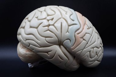 İnsan beyni anatomik modeli, siyah arka planda görünen serebral girdap ve sulci ile sağ yanal görüntüyü gösteriyor. Eğitim ve tıbbi kullanım için ideal.