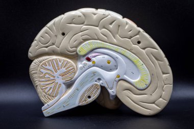 İnsan beyni anatomik modelinin sol sagital kesit görüntüsü talamus, corpus callosum ve beyincik gibi dahili beyin yapılarını ortaya çıkarıyor. Anatomi eğitiminde kullanılır..
