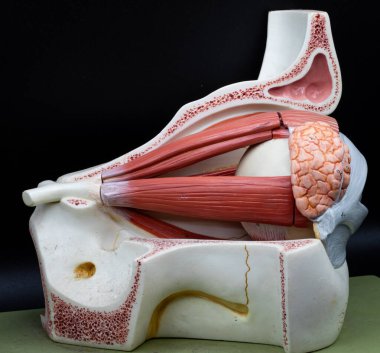 Ekstraoküler kasları, optik sinirleri ve lacrimal bezleri detaylı anatomik bağlamda gösteren insan gözü modelinin sağ yanal görüntüsü. Tıbbi ve göz sağlığı eğitimi için kullanılır..