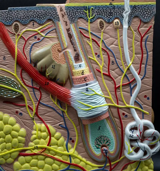 Yakın plan anatomik model, deri altına yerleştirilmiş saç kökü ve ampulü gösteriyor. Sinir uçları ve kan damarlarıyla çevrili. Dermatoloji ve anatomi eğitiminde kullanılır..
