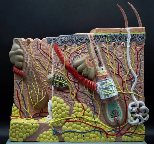 İnsan derisinin anatomik modeli deri ve üst deri katmanlarını kan damarları, sinirler, ter bezleri ve saç folikülleri gibi etiketli yapıları gösteriyor..