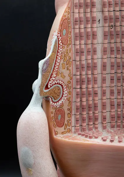 Motor ucu plakasında akson uçbirim ve kas liflerinin etkileşimini gösteren nöromüsküler bağlantı modelinin yakınlaştırılmış görüntüsü. Fizyoloji derslerinde kullanılır..