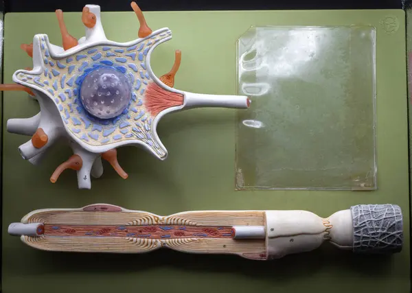 Dendritler, soma, akson, miyelin kılıf ve akson uçlardan oluşan çok kutuplu bir nöronun modelini göster. Sınıf ve klinik eğitimi için etiketlenmiş..