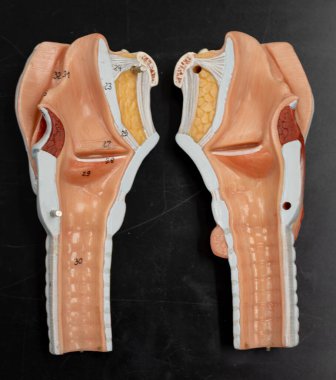 Soluk borusu ve gırtlağında orta sagittal bir bölüm var. Ses telleri, epiglotlar, tiroid ve krikoid kıkırdaklar ve altta yatan mukoza gibi iç yapıları gösteriyor. Konuşma ve nefes alma anatomisini anlamak için faydalı.