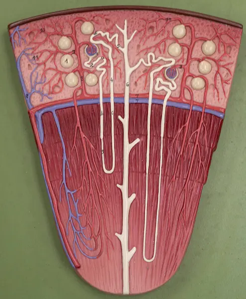 Böbreğin renal korteksi, medüller piramitleri, nephron tüplerini, kanalları ve etrafındaki vaskülasyonu vurgulayan kesitsel anatomik modeli. Böbrek fonksiyonlarındaki kortikal ve meduller bölgeleri görselleştirir.