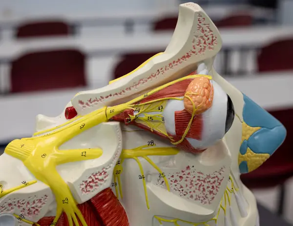 Bu görüntü, optik, okülomotor, troklear ve abducens sinirleri ve ekstraoküler kasların kökeni de dahil olmak üzere, göz yörüngesine odaklanmış bir bakış açısı sunar..